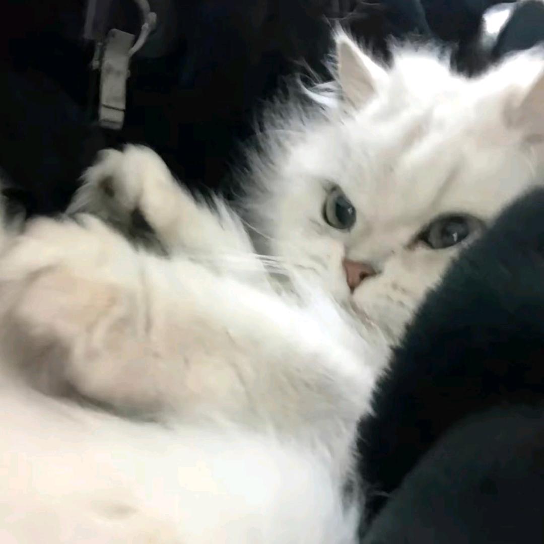 良树