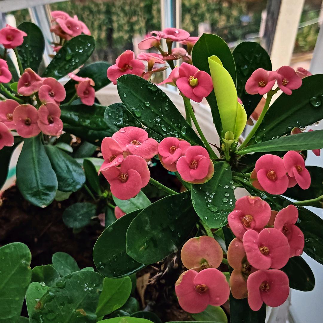 夏天雨