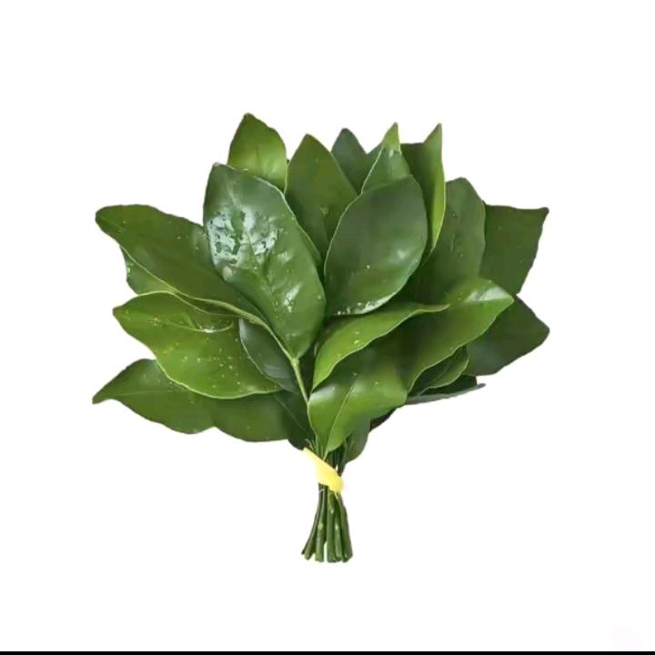 囡豆豆儿