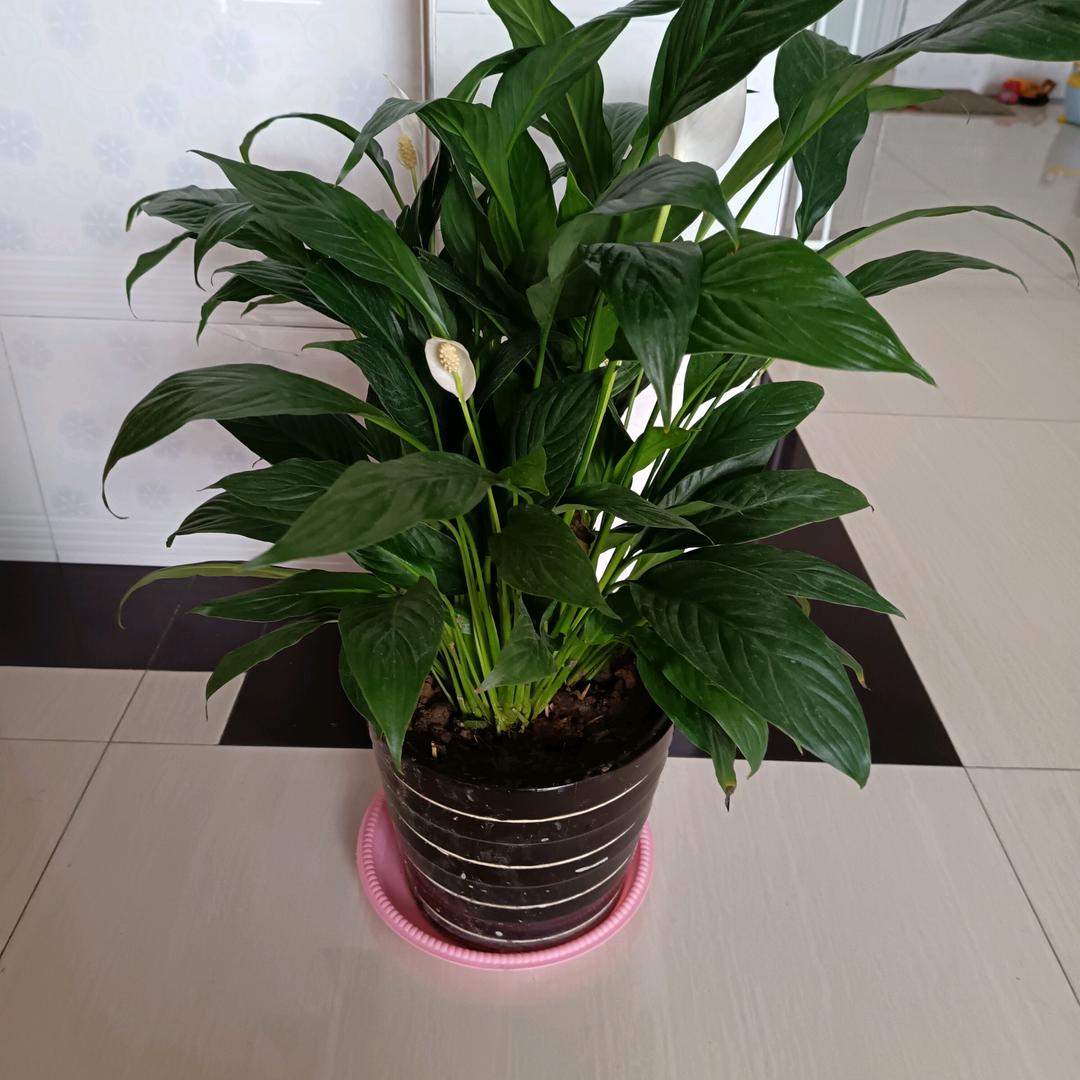 张 姐。新人直播上午10—11.30