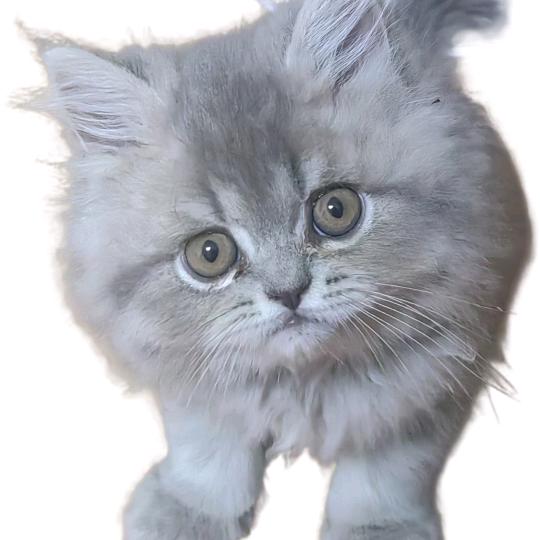 菇凉养两喵