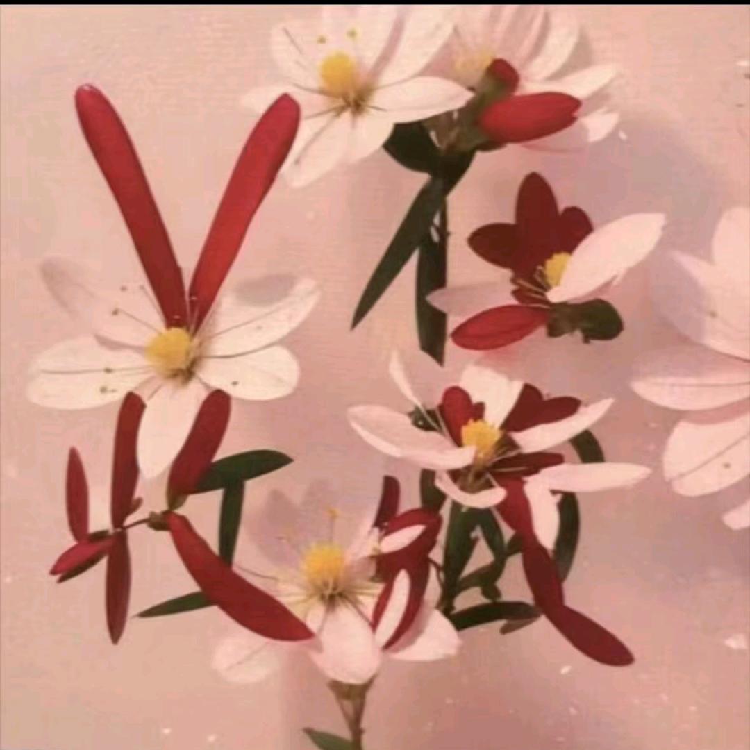 啵