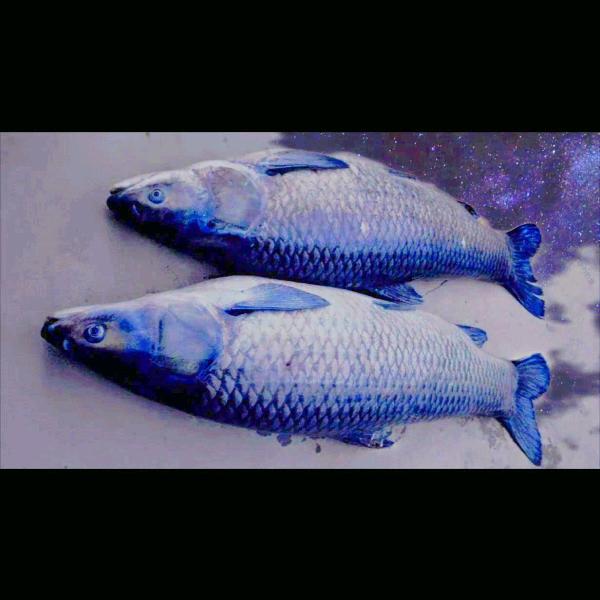自己的钓场