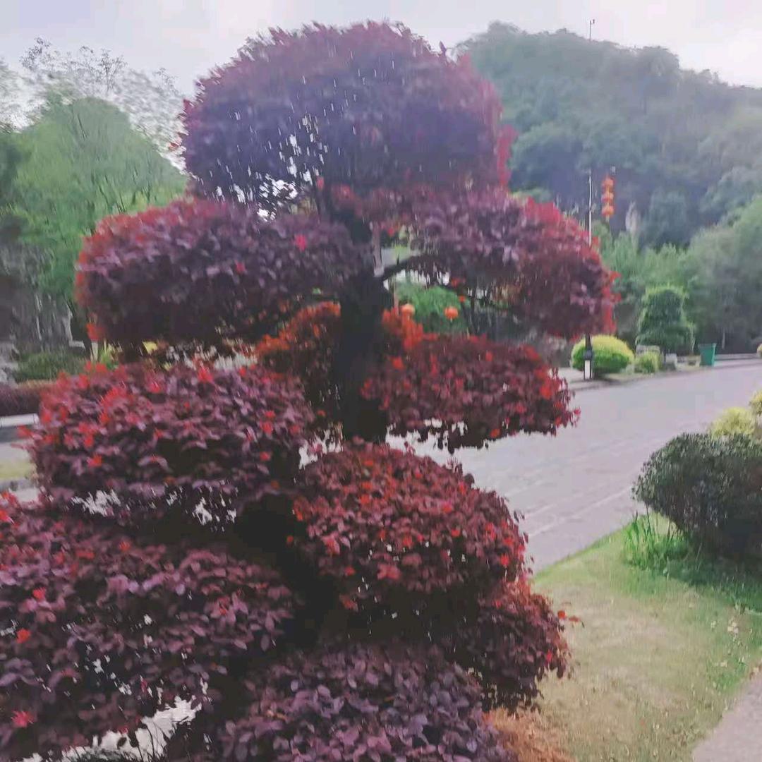 青云志