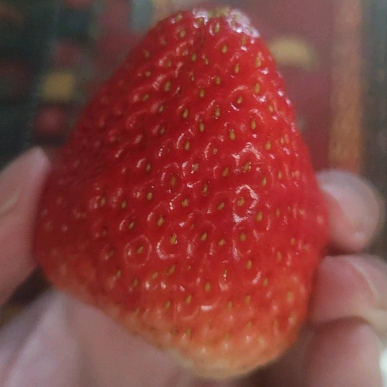 草莓软糖の小镇日记