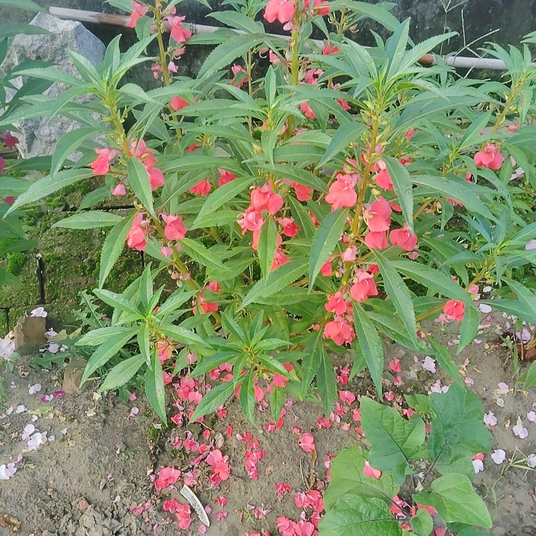 今日往年