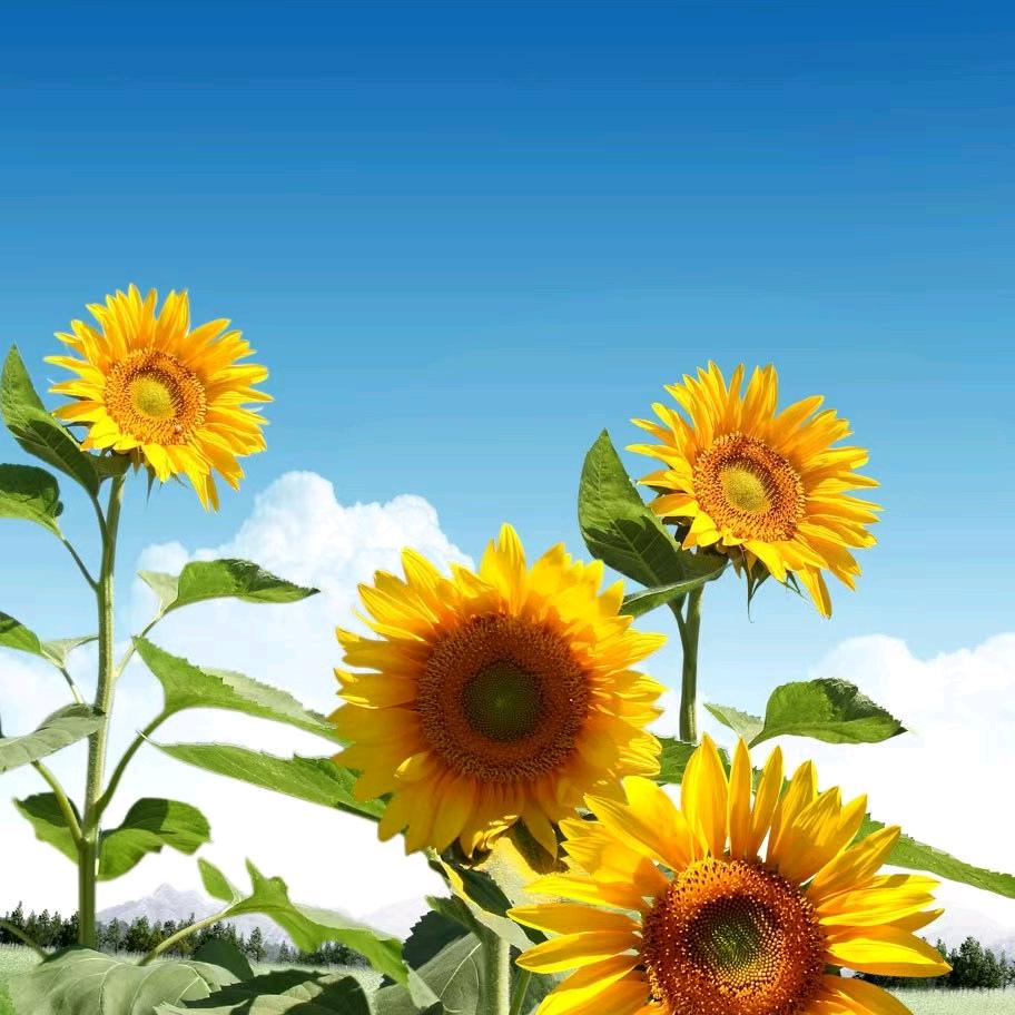 晰庭