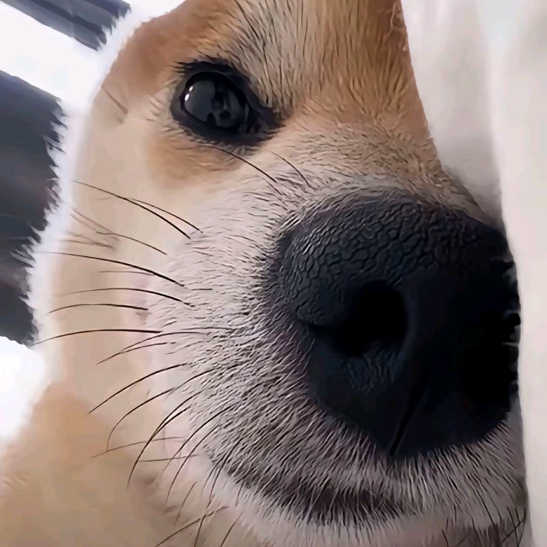NIKO