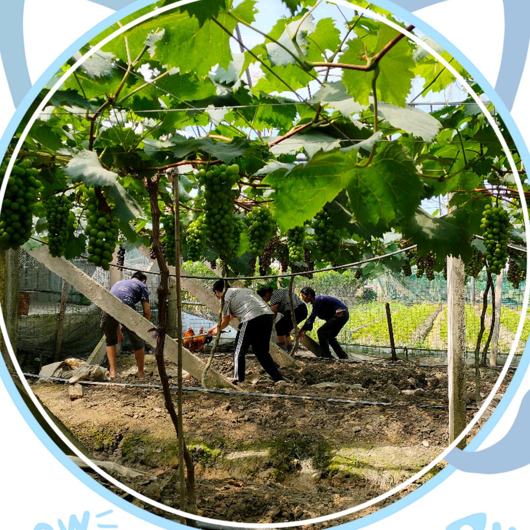 海林丁家山葡萄