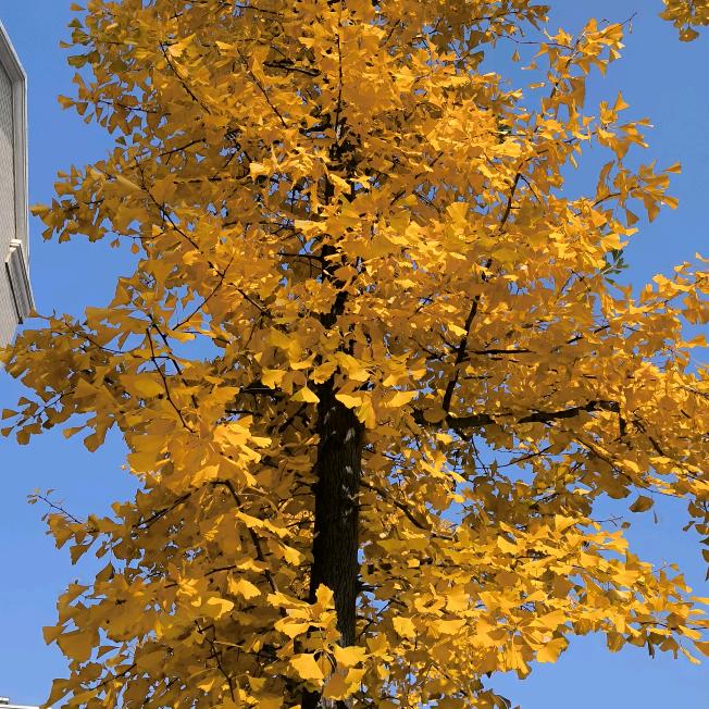 💕王𝒲𝒶𝓃ℊ💕