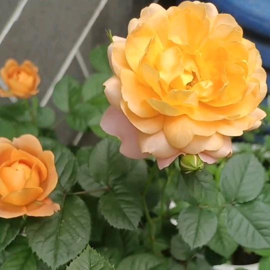 心静如水💖