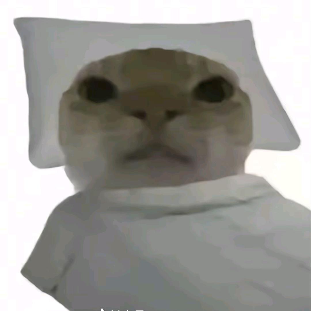 猫猫不是mia
