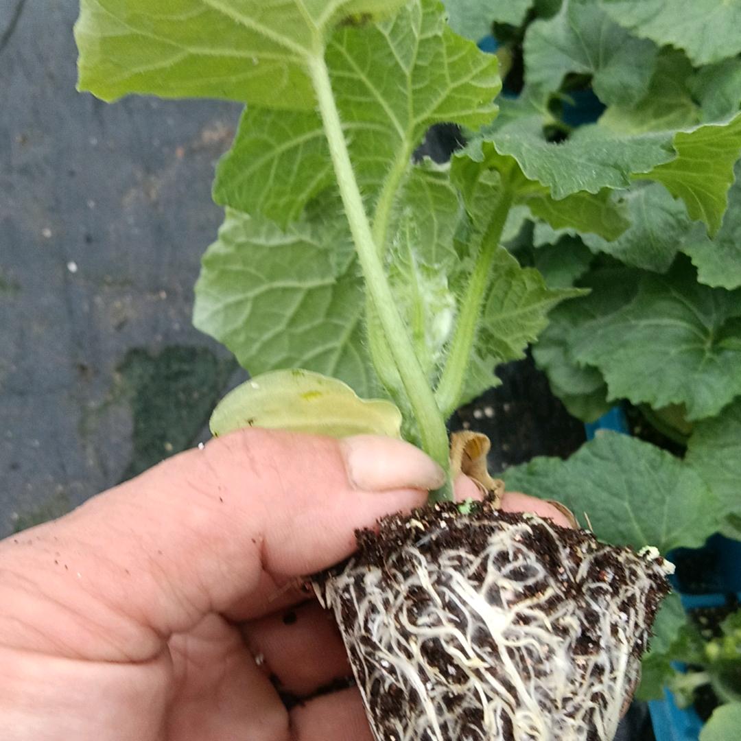 潍坊鼎泰农业