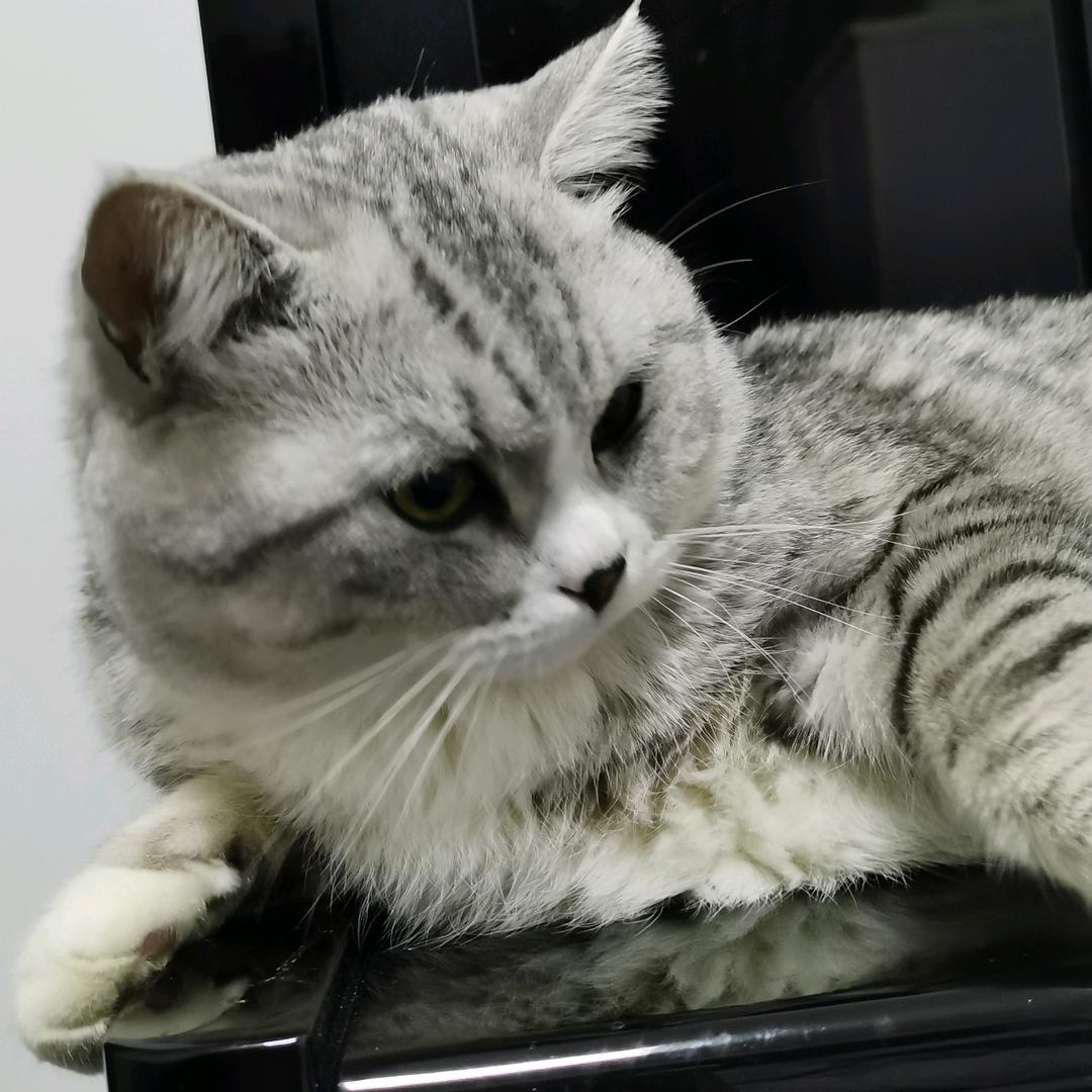 本心