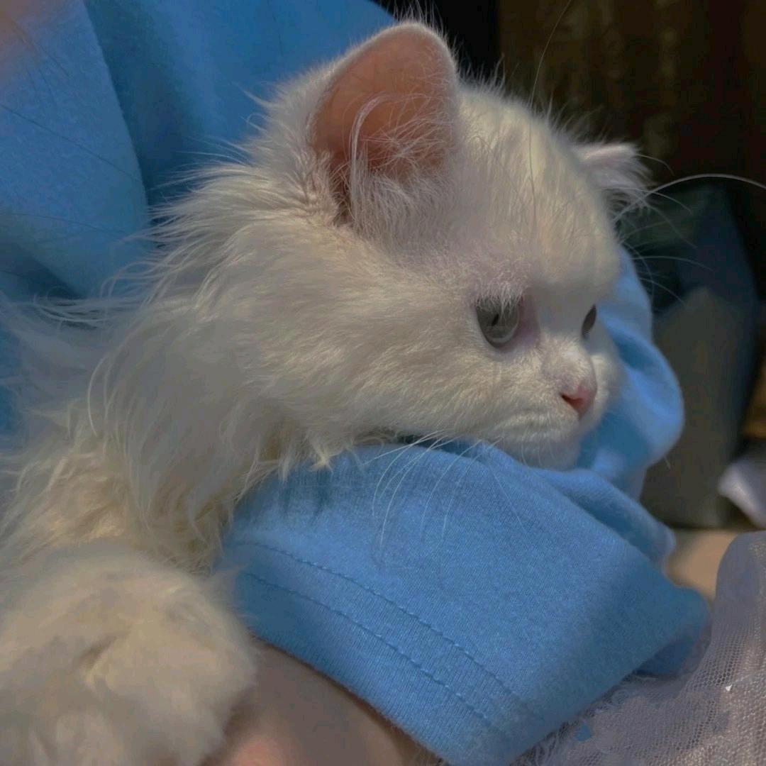 嘉木是你的小宝贝