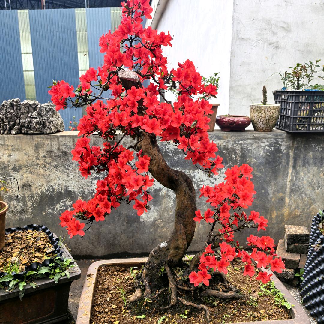硕果小杨映山红（云顶花园）