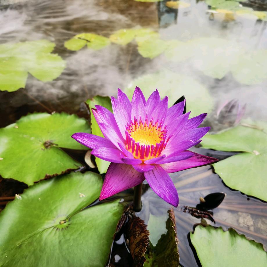 棠棠手游