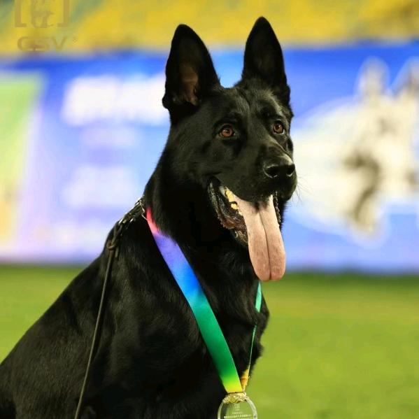 合肥久久东德牧羊犬