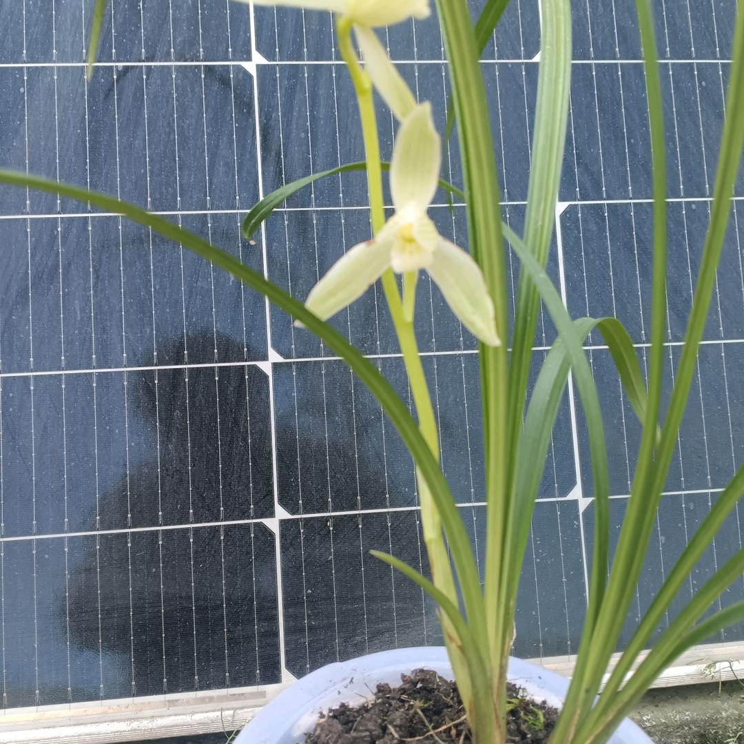 风雪中坚强