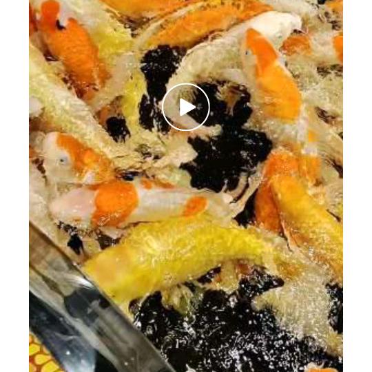 四海为家