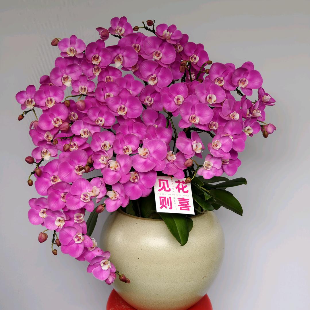 鸿颖轩园艺