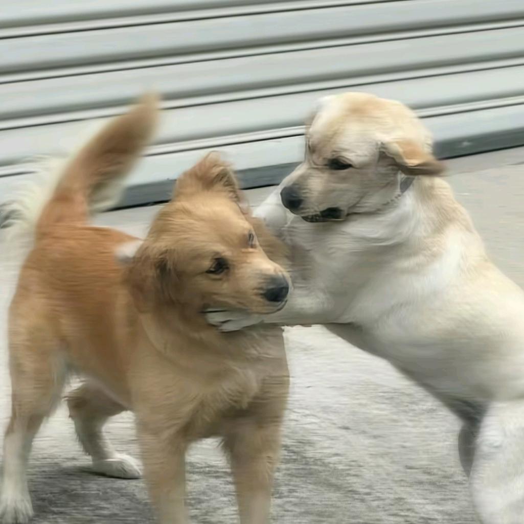 纯情蟑螂火辣辣