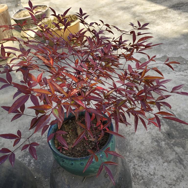 枫叶红了