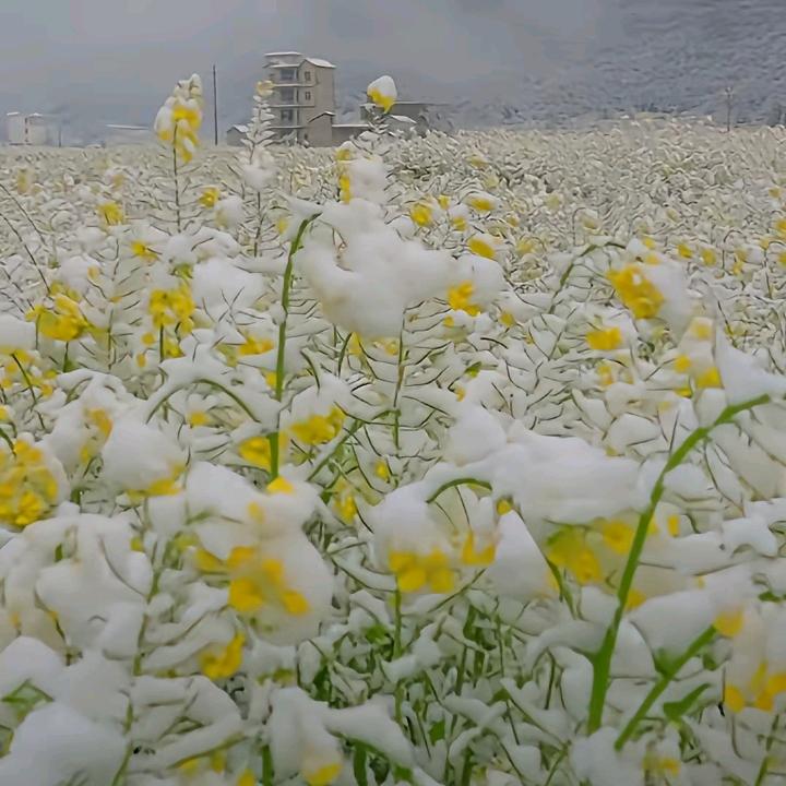 我是大叔可叫杨哥