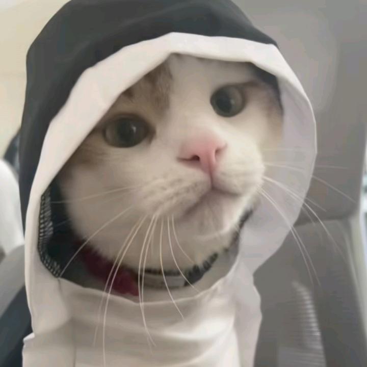 给你全宇宙不解释