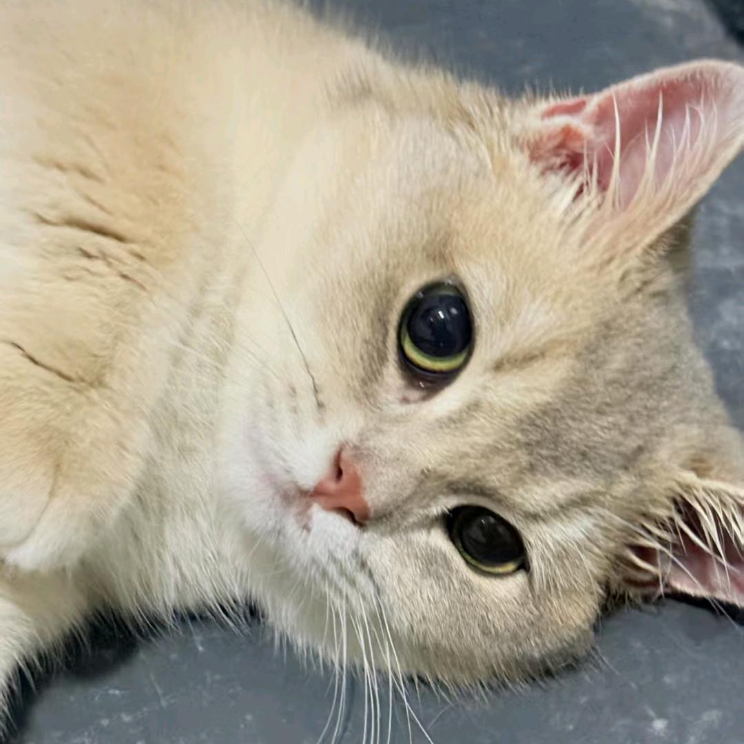 这里有只猫