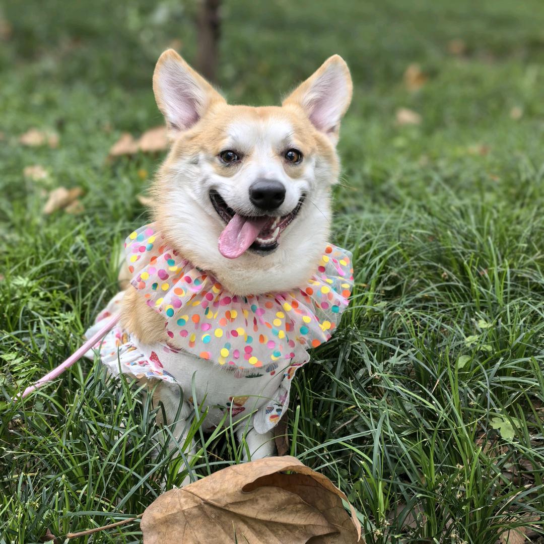 有尾巴的柯基吐司🍞