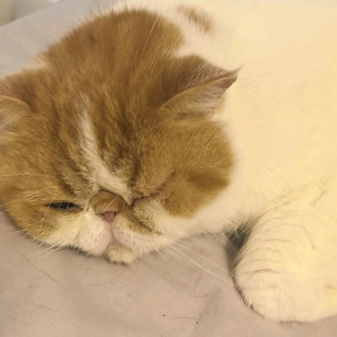 是一只加菲猫呀