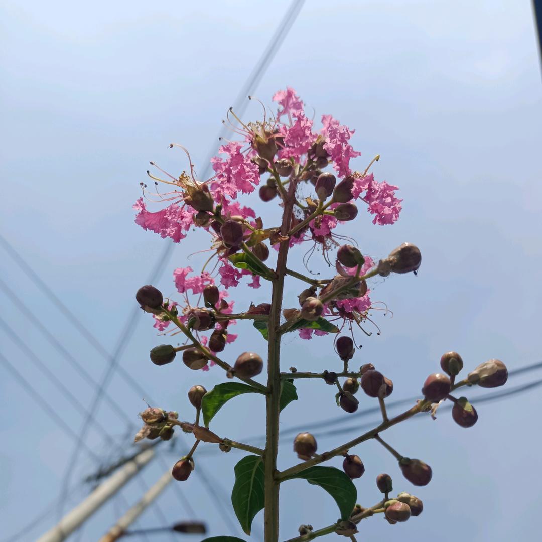 紫罗兰