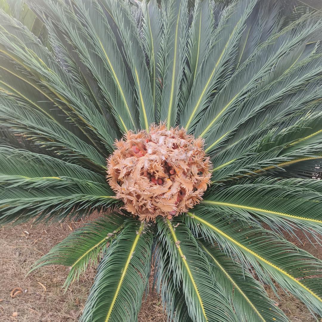 好，很好，非常好