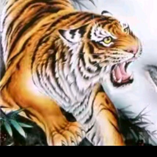 老虎哥🐯