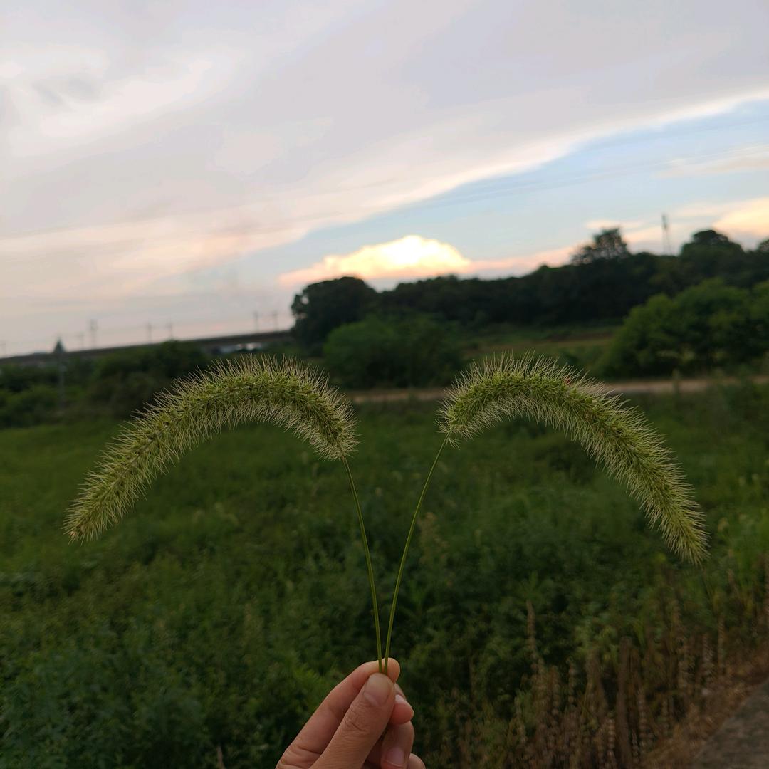 茹静