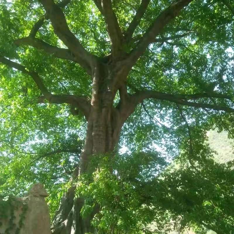 不是雨无心只是泪多情