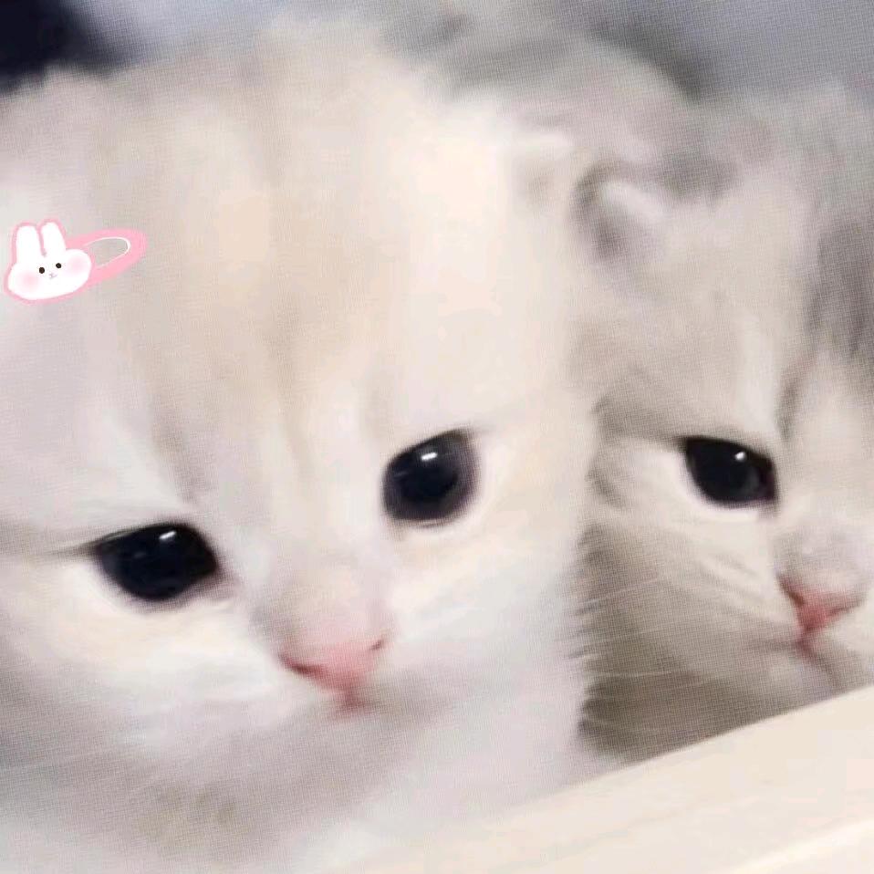 🌈悲伤的小洋芋