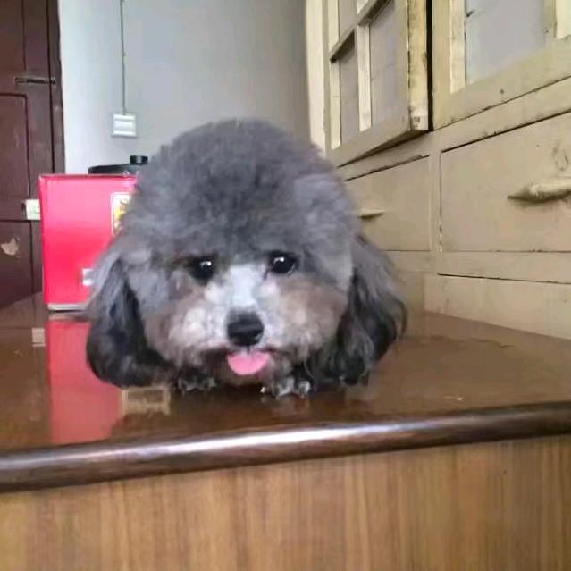 西安好兄弟犬舍