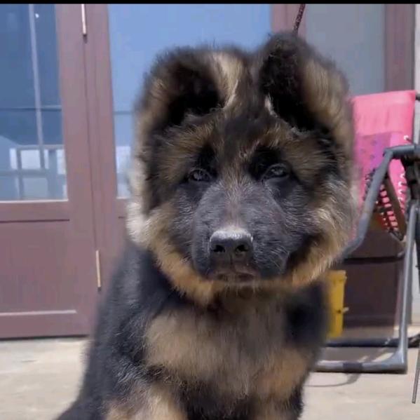 专业养犬
