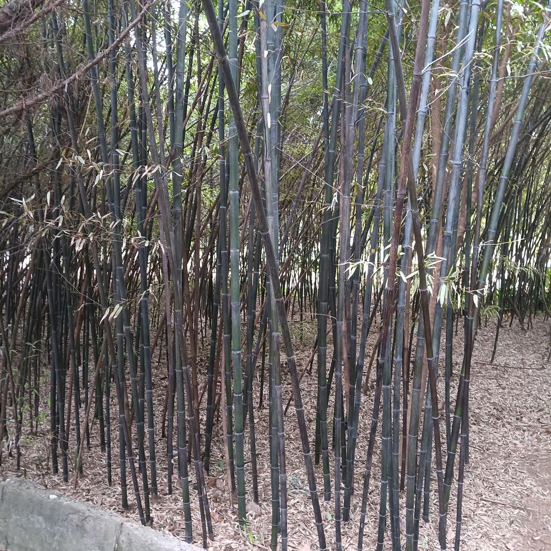 东边日出西边雨