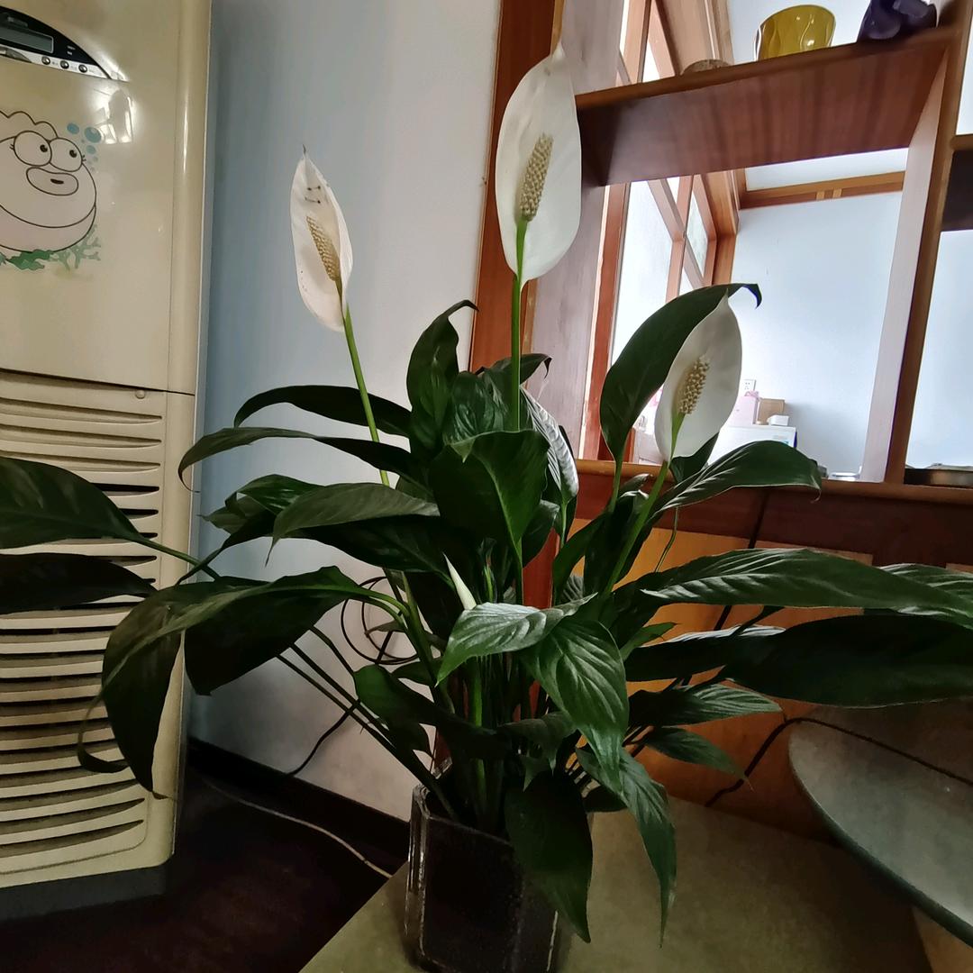 钻石心