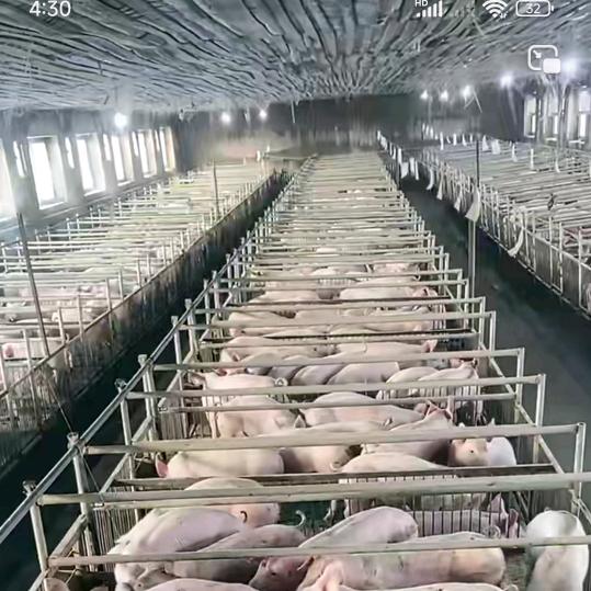 规模养猪场王总