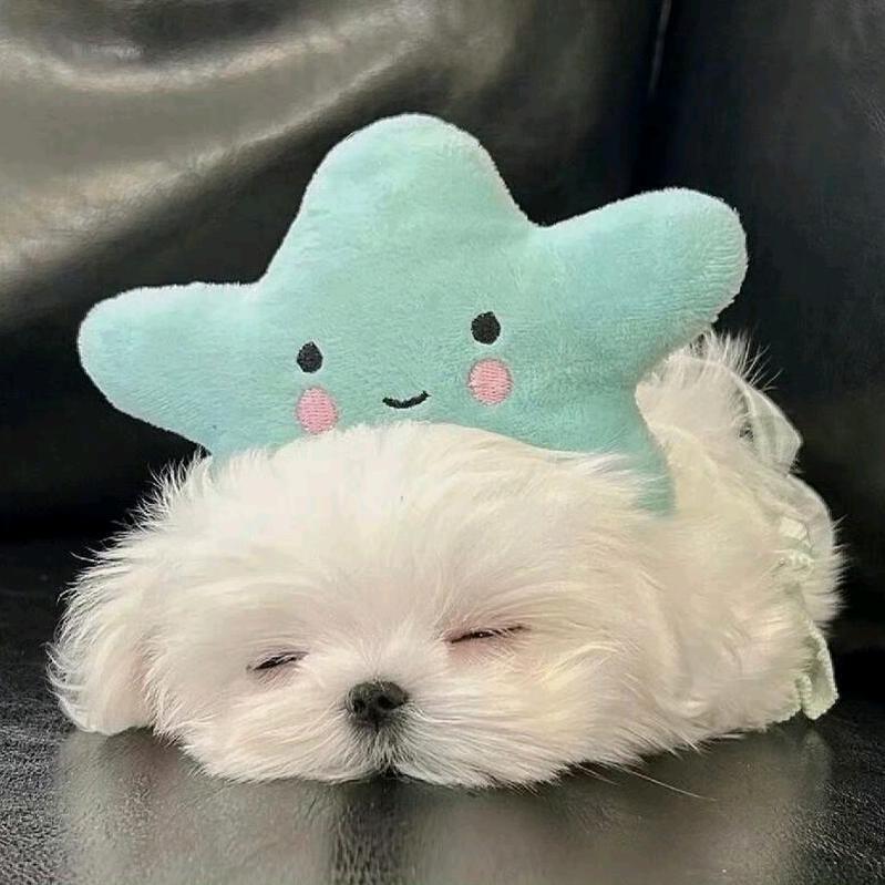 一朵.