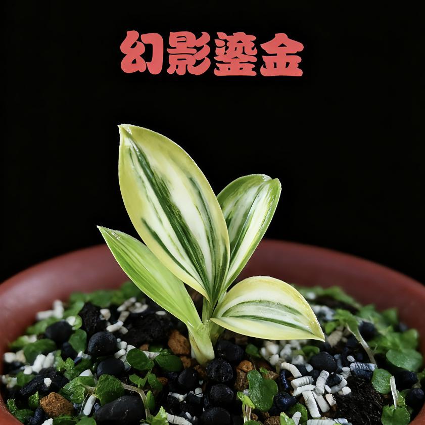 汇水金兰