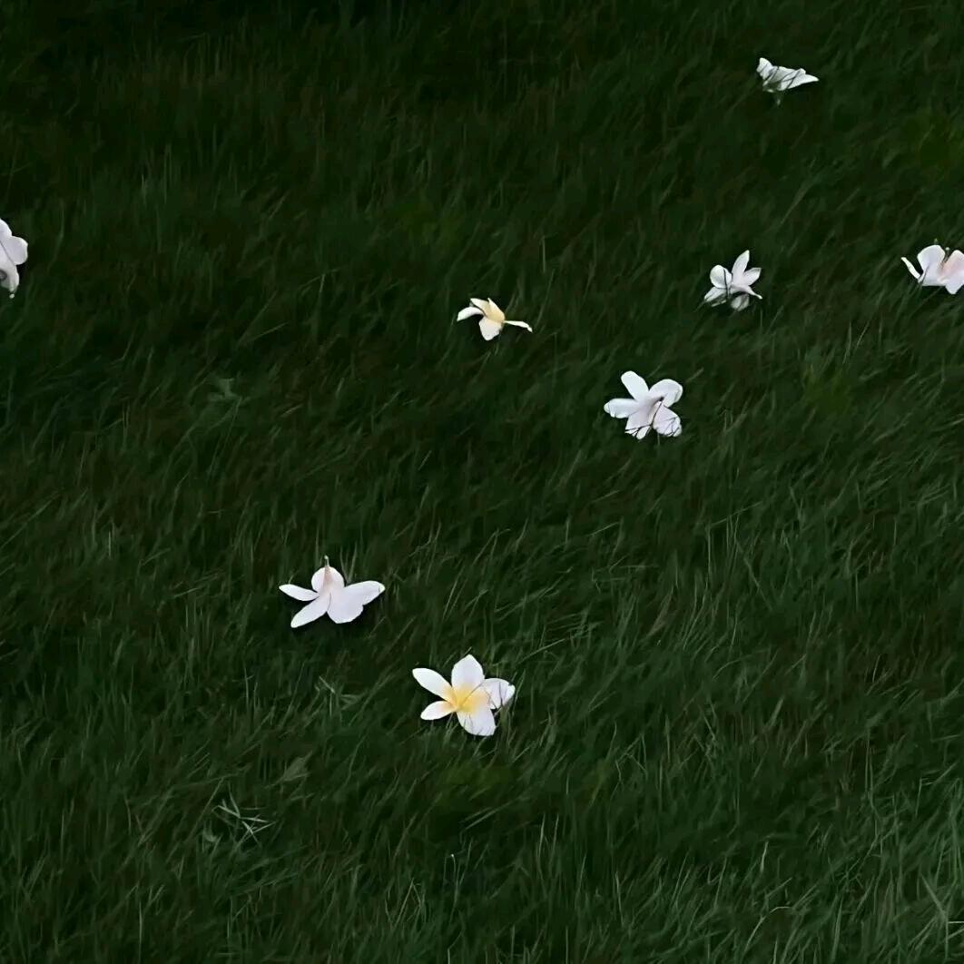 AAA棺材批发羚羊🐏