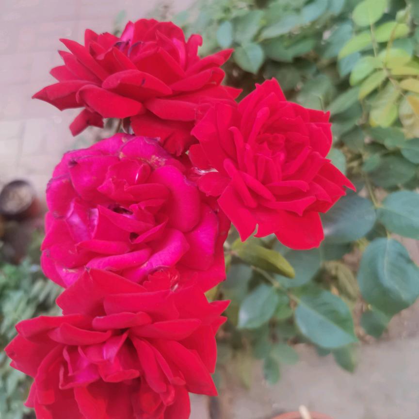 世间的一粒浮沉