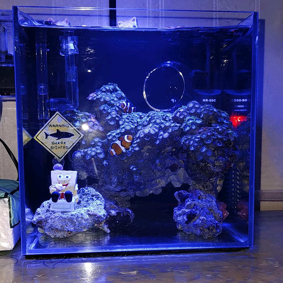 水中行水族
