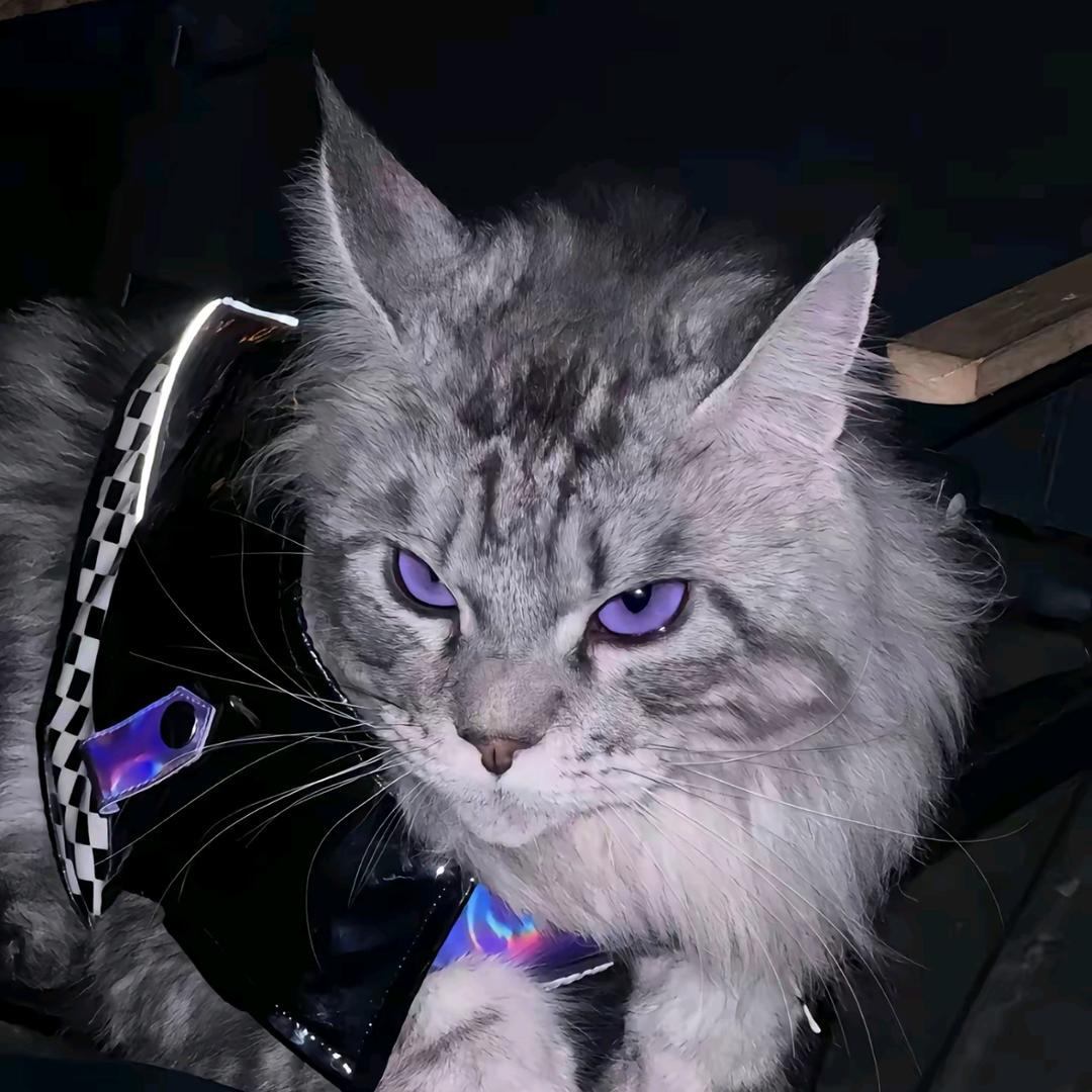 装酷の猫