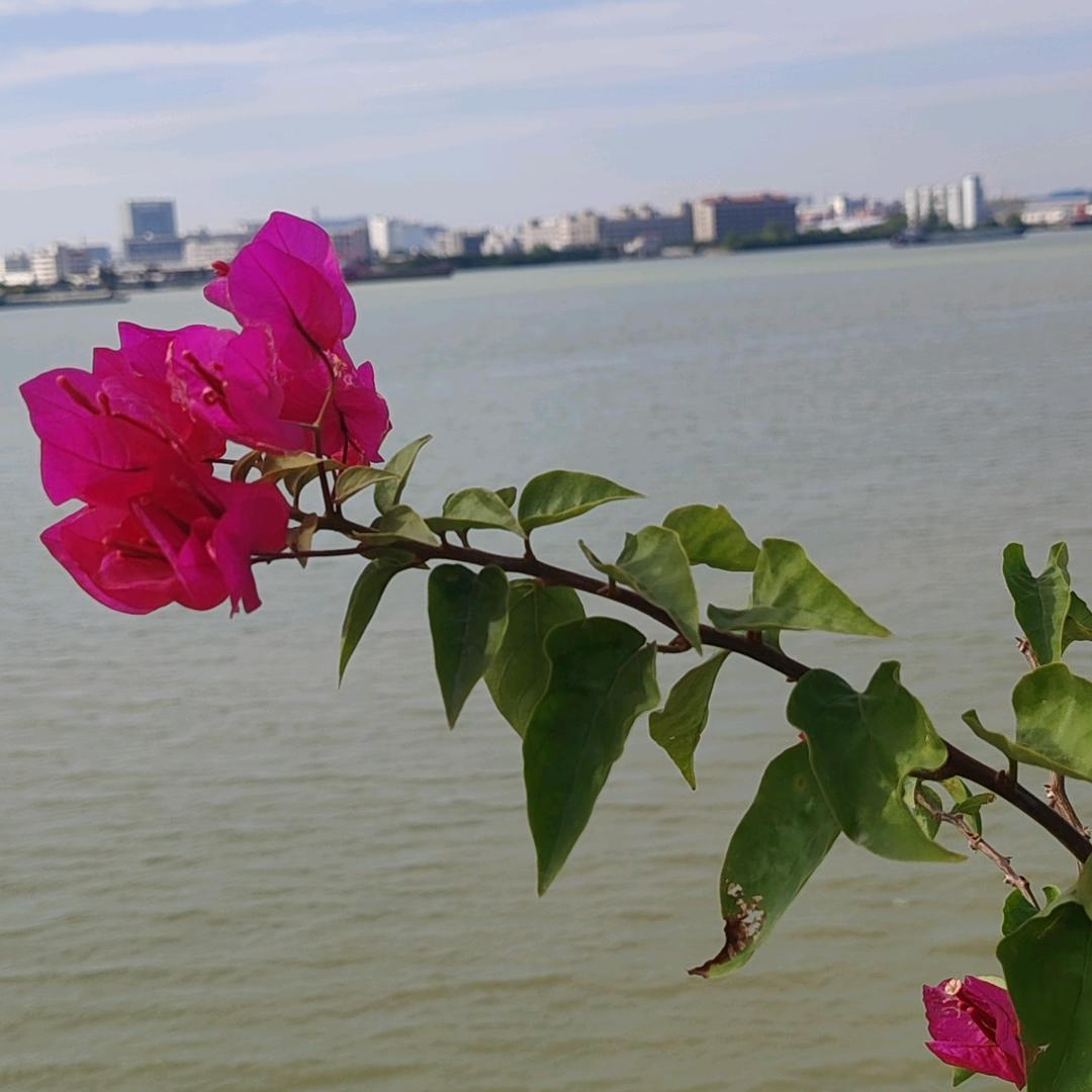 এ᭄༊༓ۣ逍遥໊ۣۣ哥